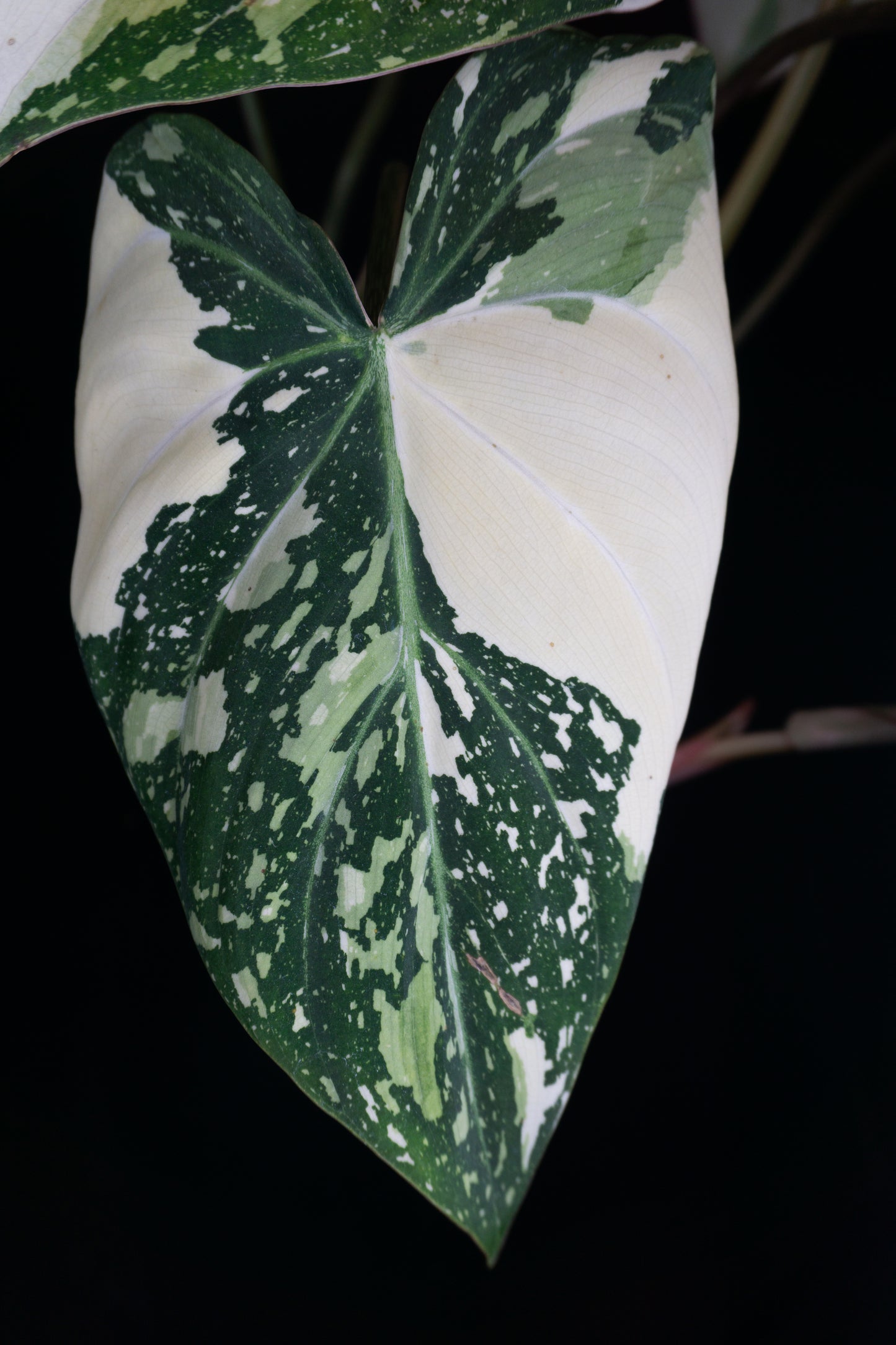 Philodendron Gloriosum Type 2 Variegated (0904)