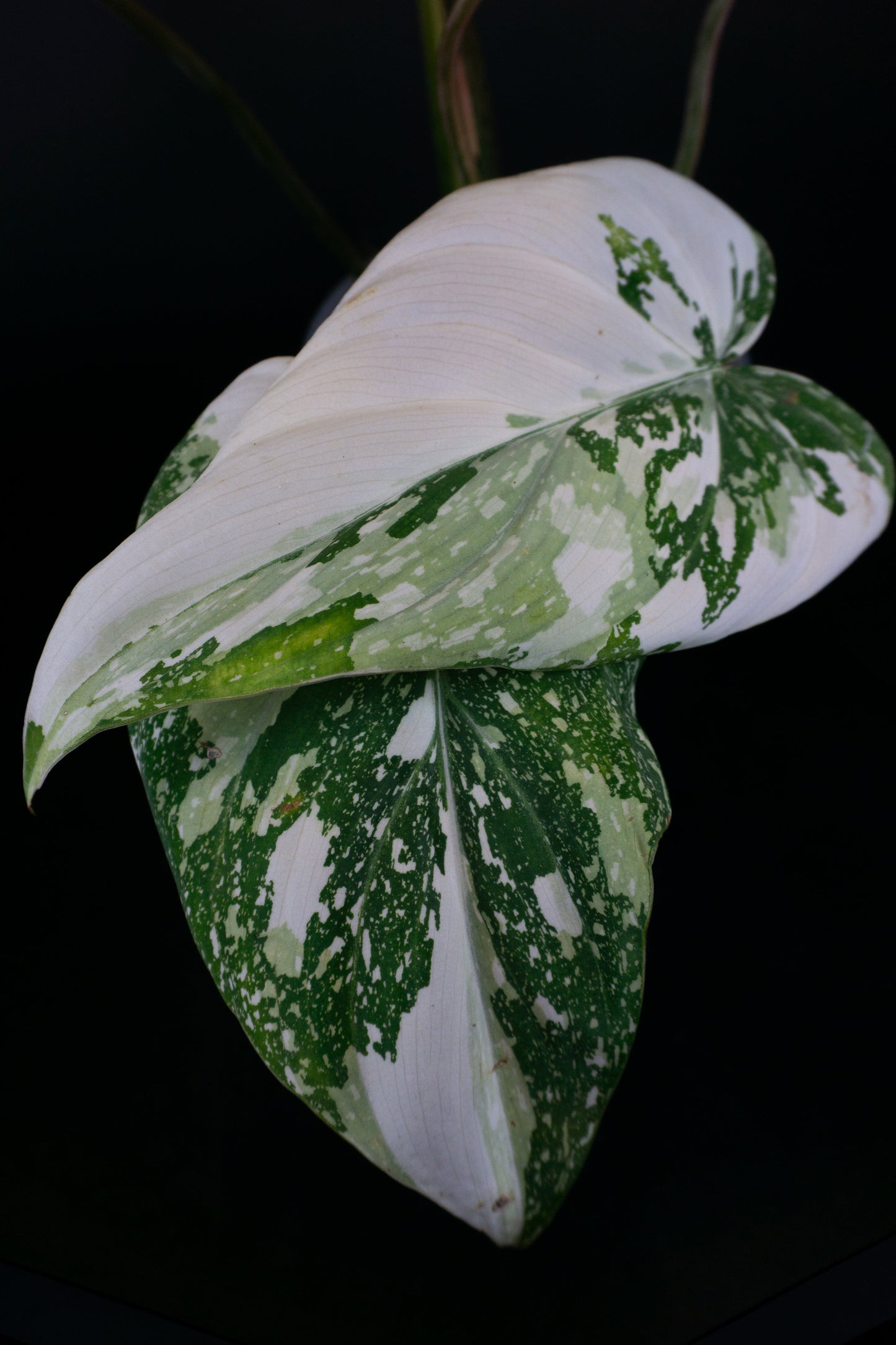 Philodendron Gloriosum Type 2 Variegated (0904)