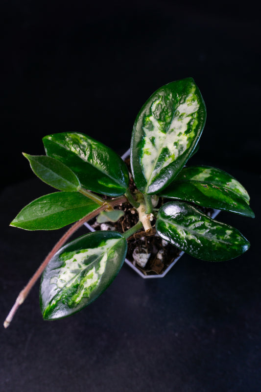 Hoya Madara Green Edge *Kunzo Lineage* (0903)