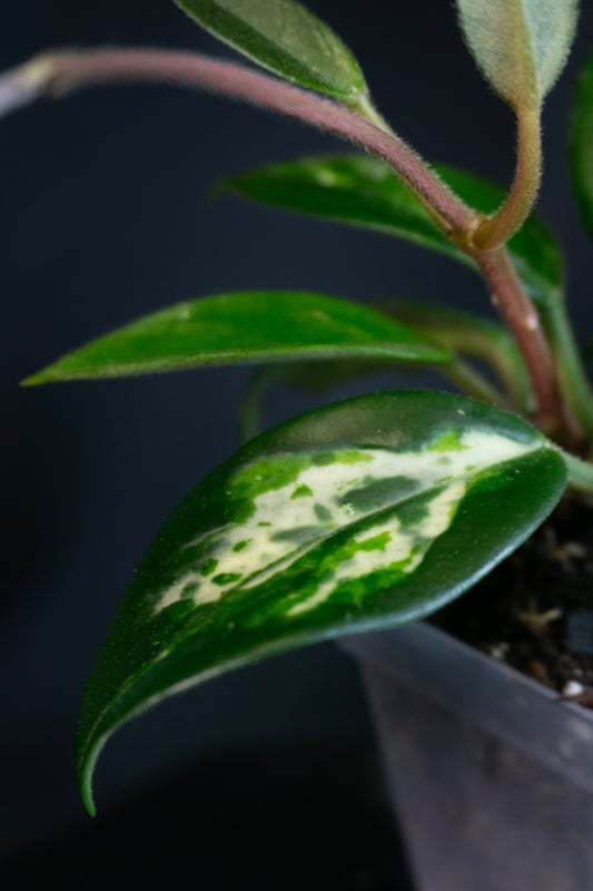 Hoya Madara Green Edge *Kunzo Lineage* (0903)