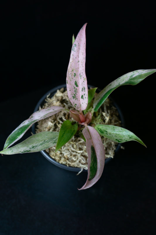 Philodendron Caramel Strawberry Pink (0901)
