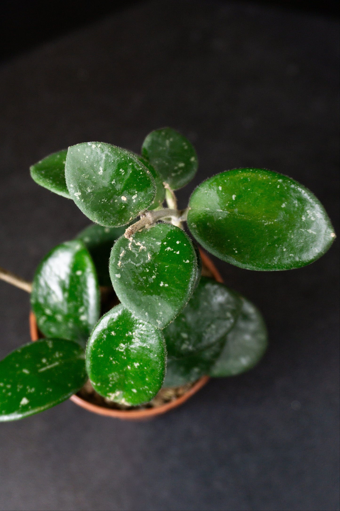 Hoya Mathilde Splash *Growers Choice* (0902)