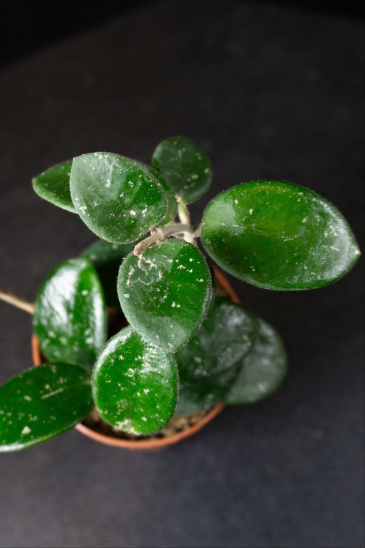 Hoya Mathilde Splash *Growers Choice* (0902)