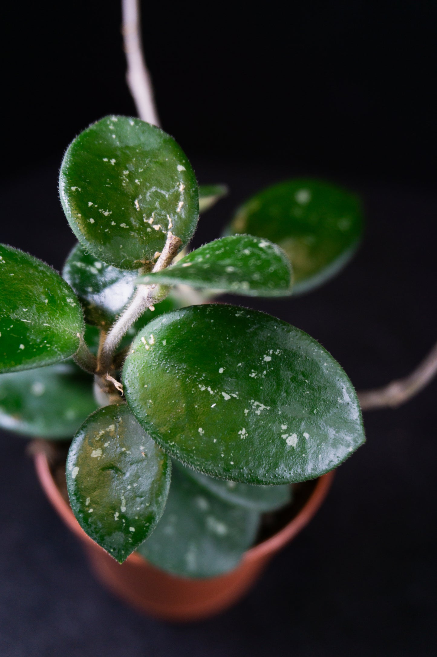 Hoya Mathilde Splash *Growers Choice* (0902)