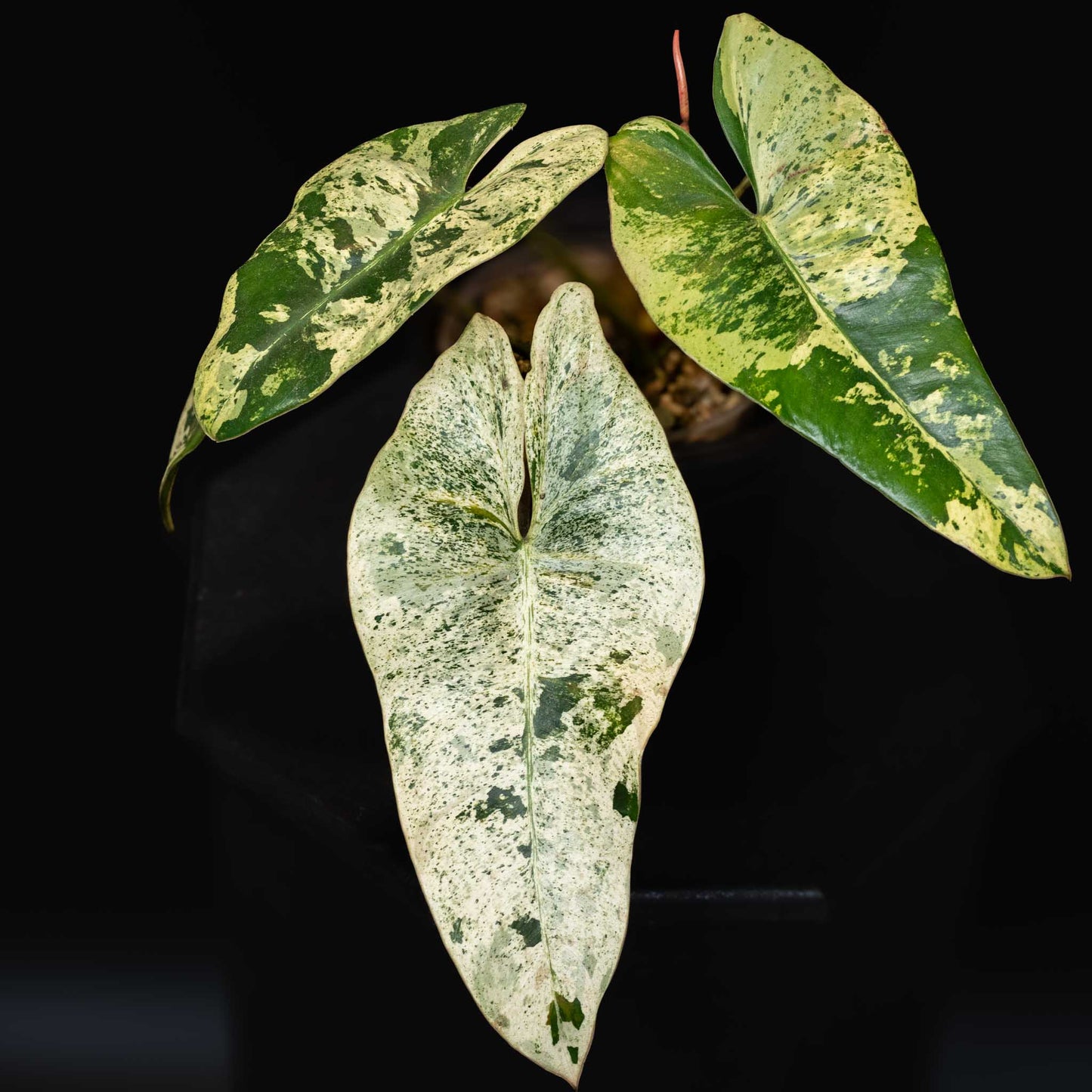 Philodendron Ilsemanii Variegated Unicorn - SD42-01