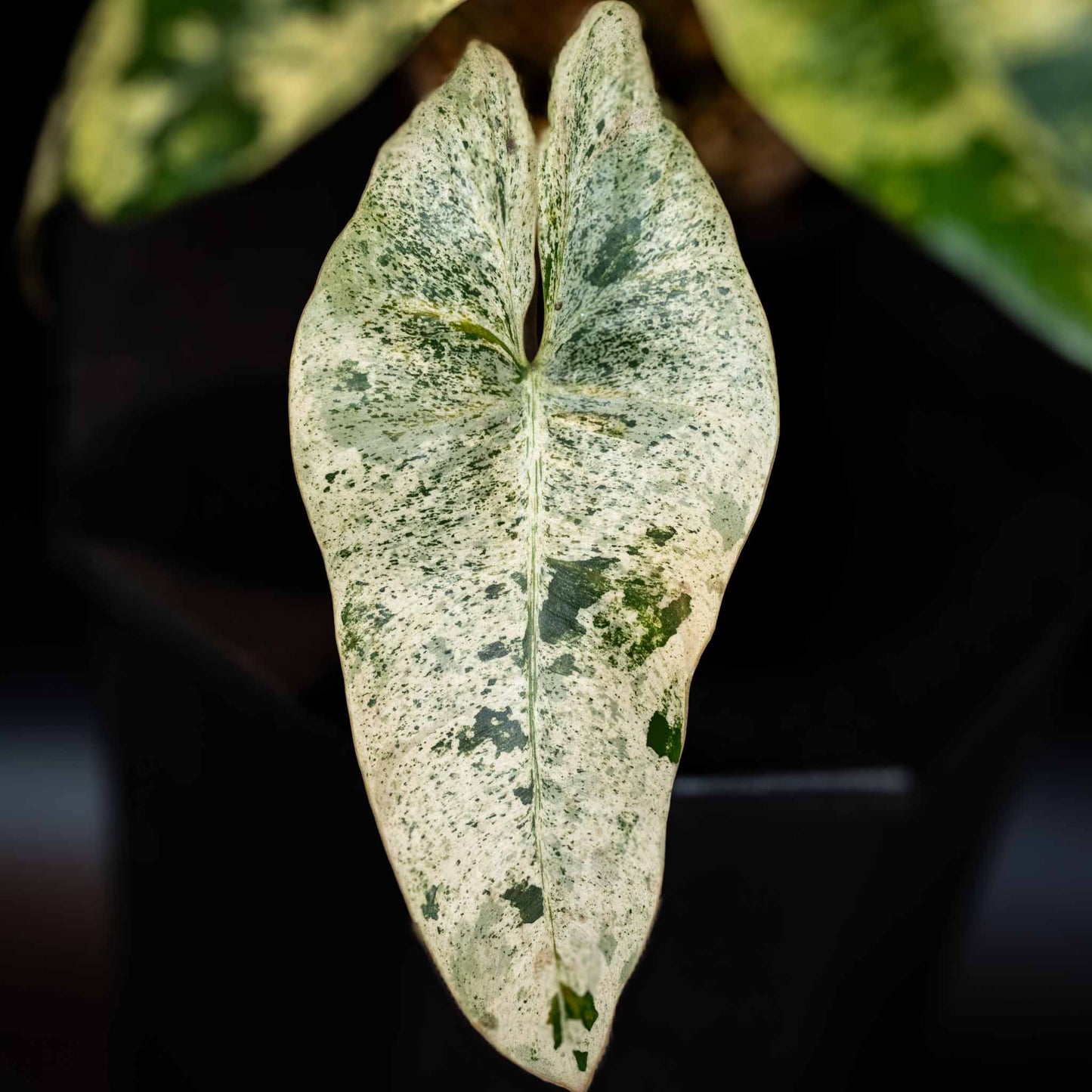 Philodendron Ilsemanii Variegated Unicorn - SD42-01