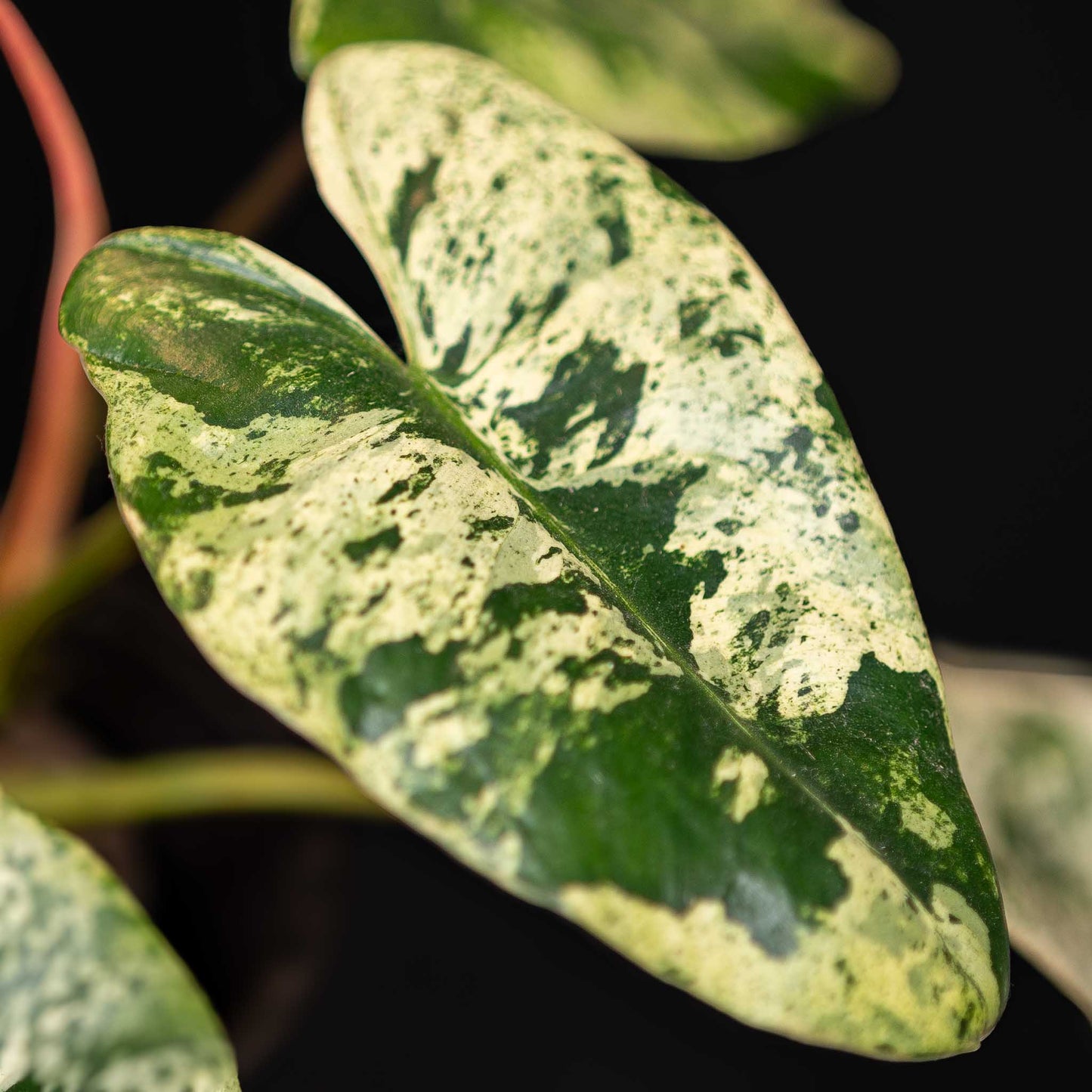 Philodendron Ilsemanii Variegated Unicorn - SD42-01