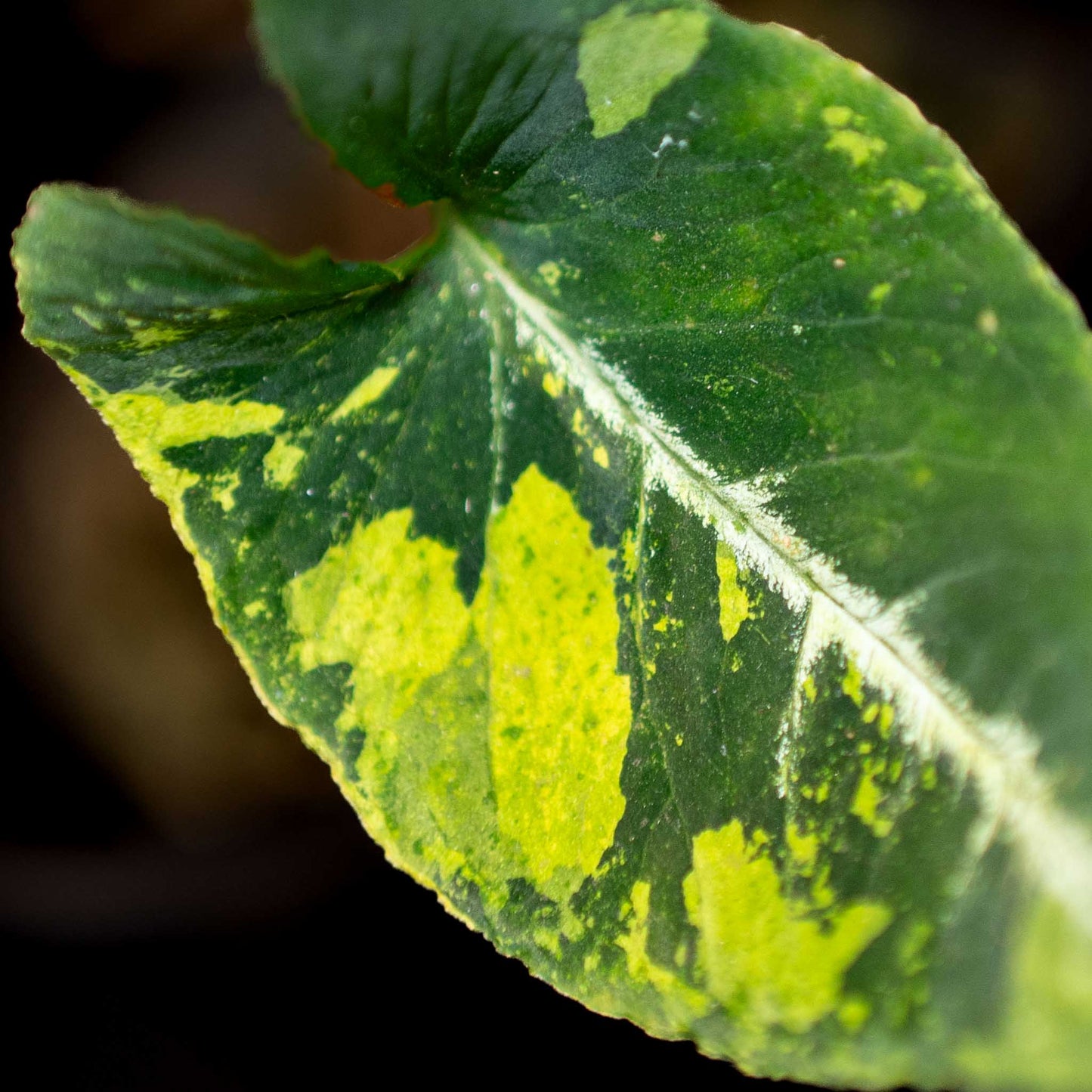 Syngonium 'Scrambled Eggs' - SD42-05