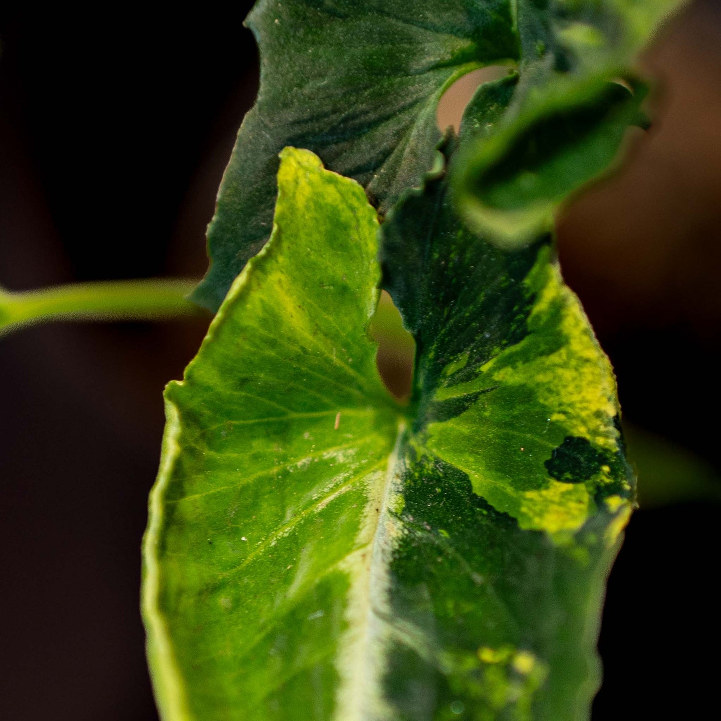 Syngonium 'Scrambled Eggs' - SD42-05