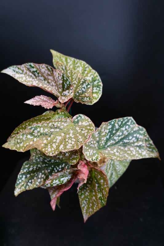 Begonia 'Snow Capped' (1001)