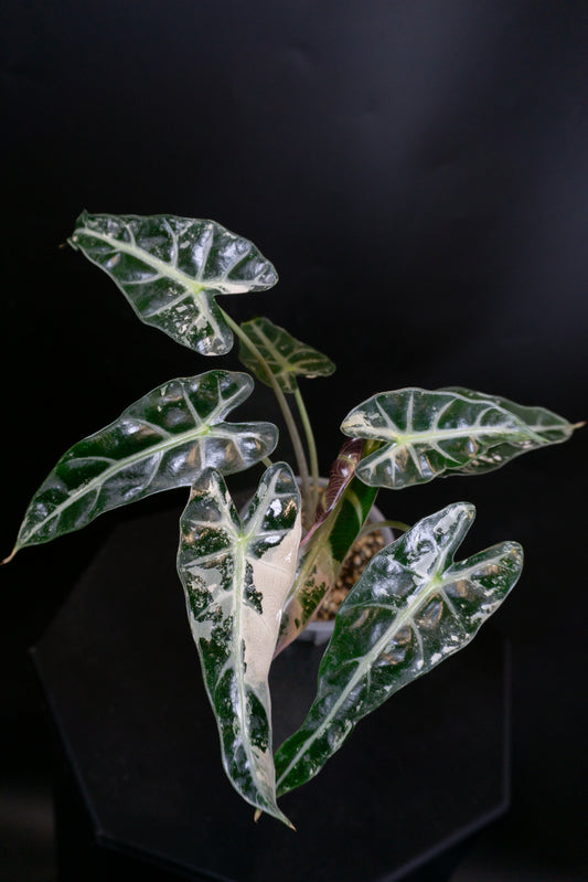 Alocasia 'Bambino' pink  (1006)