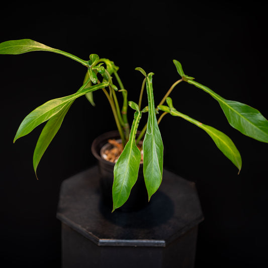 Philodendron Joepii (Grower's Choice)