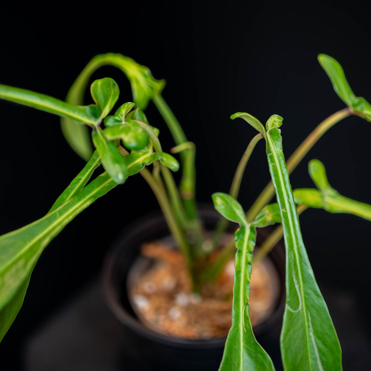 Philodendron Joepii (Grower's Choice)