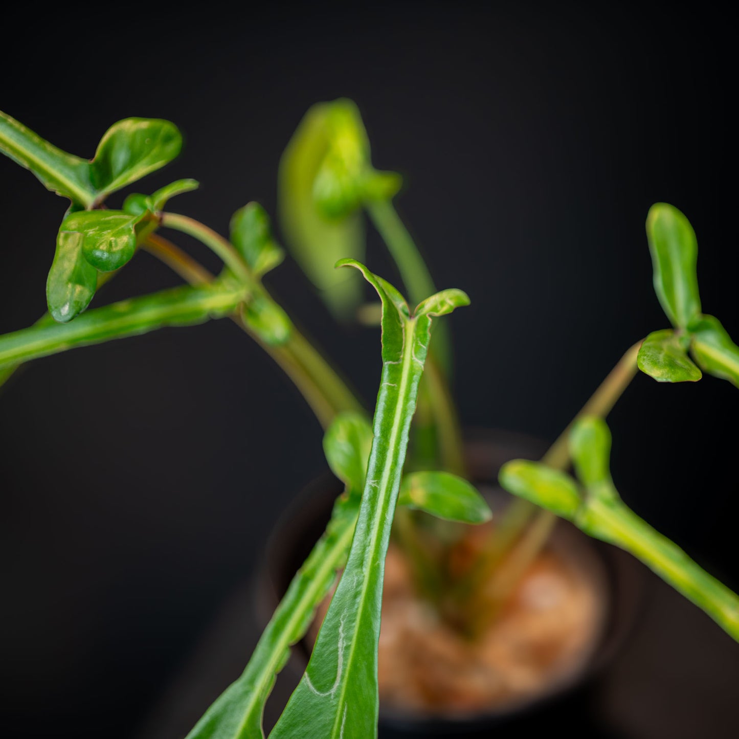 Philodendron Joepii (Grower's Choice)