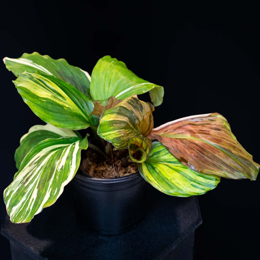 Kaempferia Variegated Ginger (Grower's Choice)