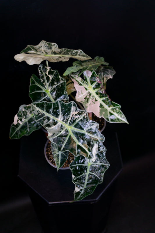 Amazonica Polly True Pink (1005)