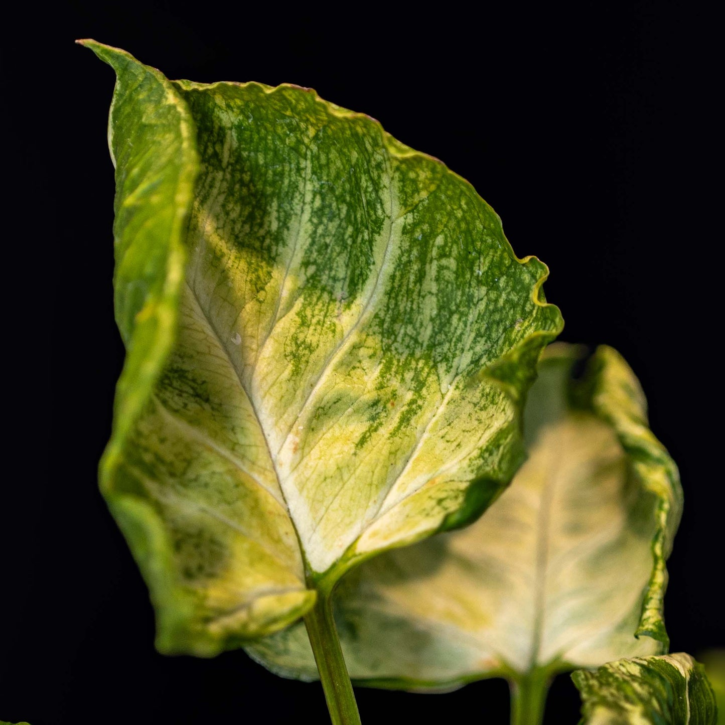 Syngonium Godzilla (Grower's Choice)