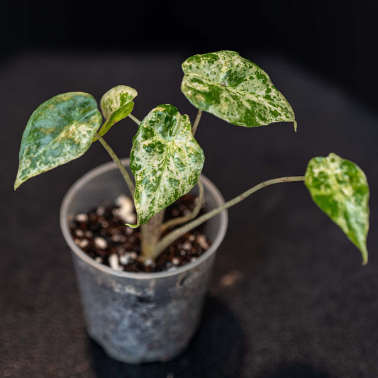 Alocasia Odora Batik (Grower's Choice)