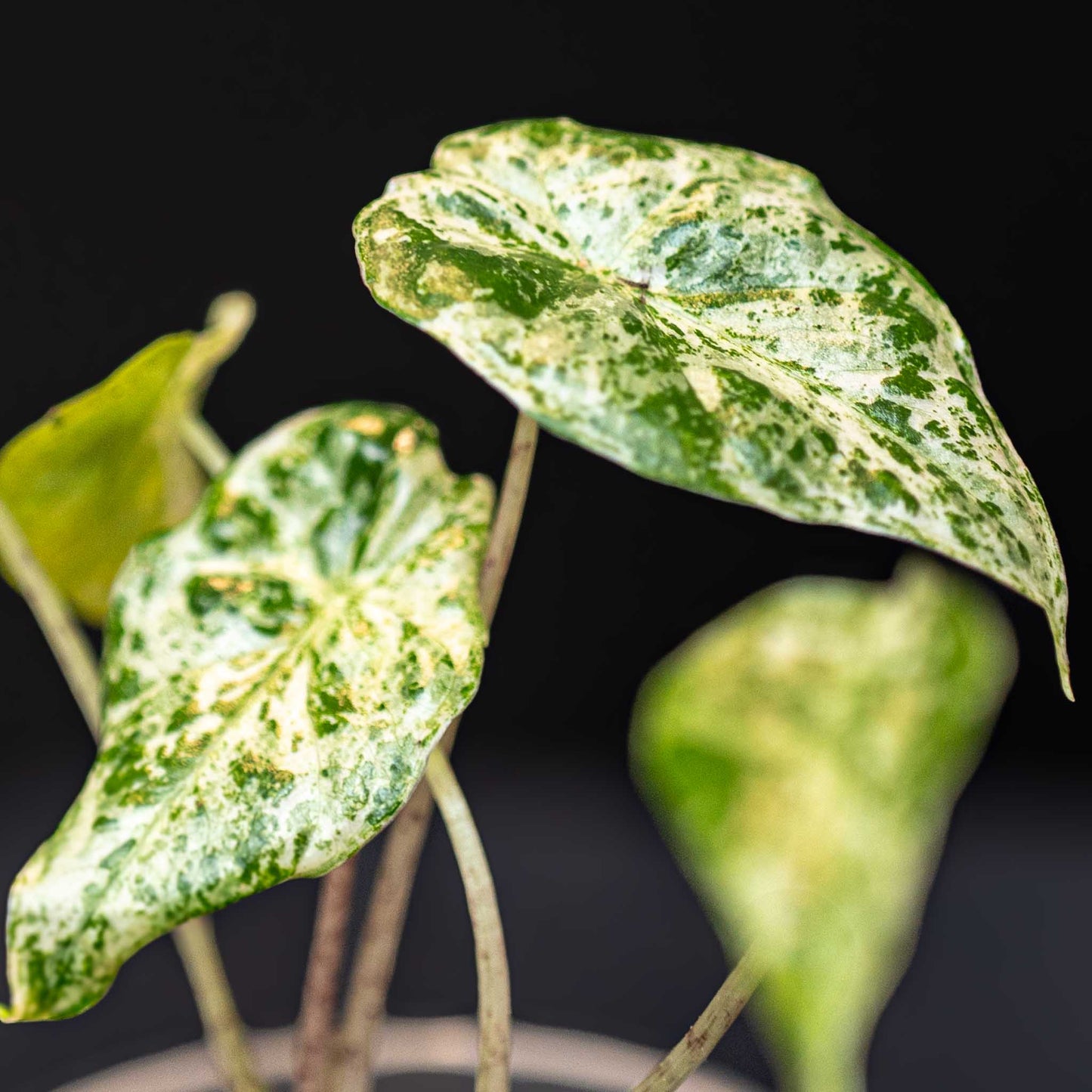 Alocasia Odora Batik (Grower's Choice)