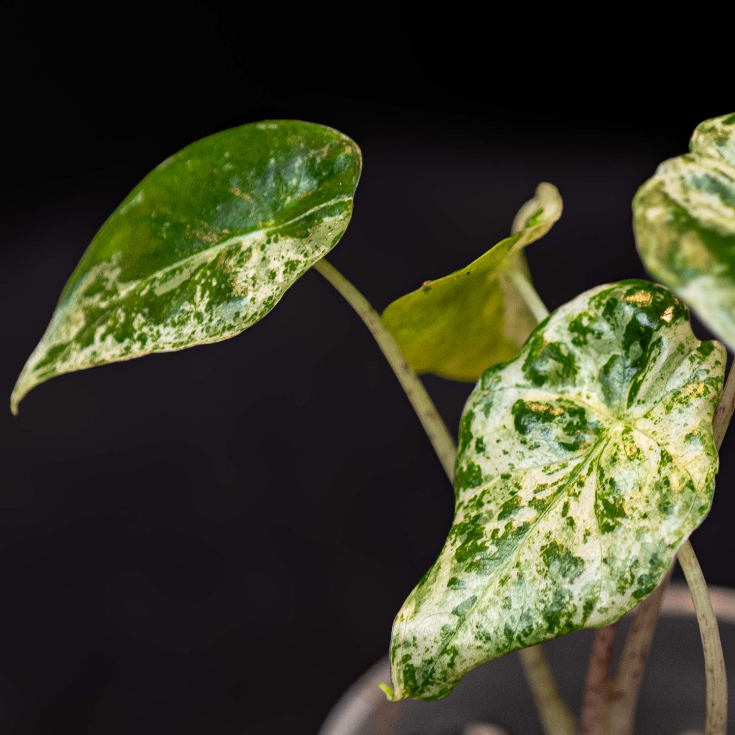 Alocasia Odora Batik (Grower's Choice)