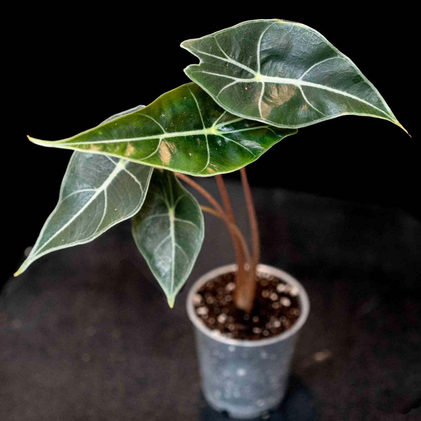 Alocasia Dragon Tooth (Grower's Choice)