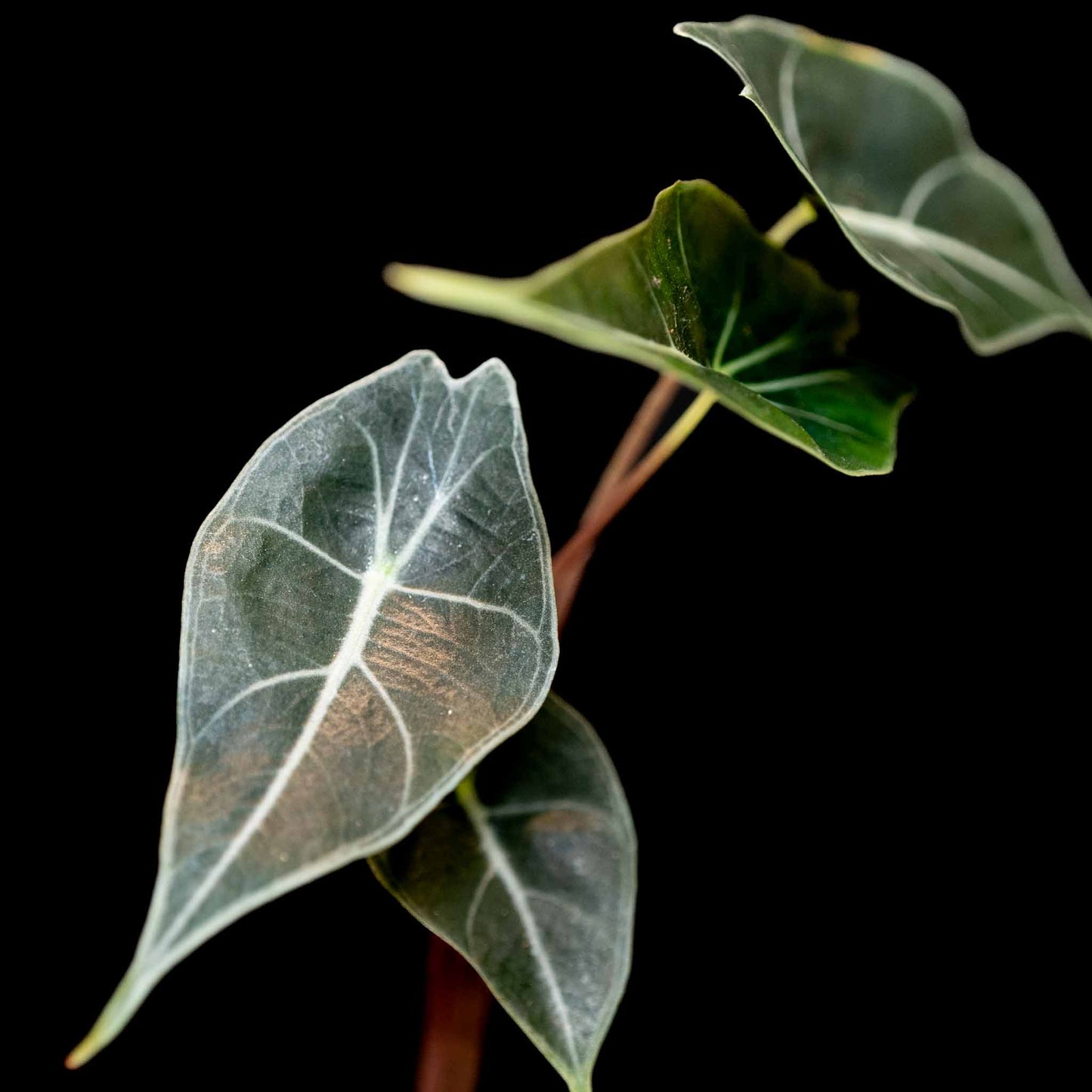 Alocasia Dragon Tooth (Grower's Choice)