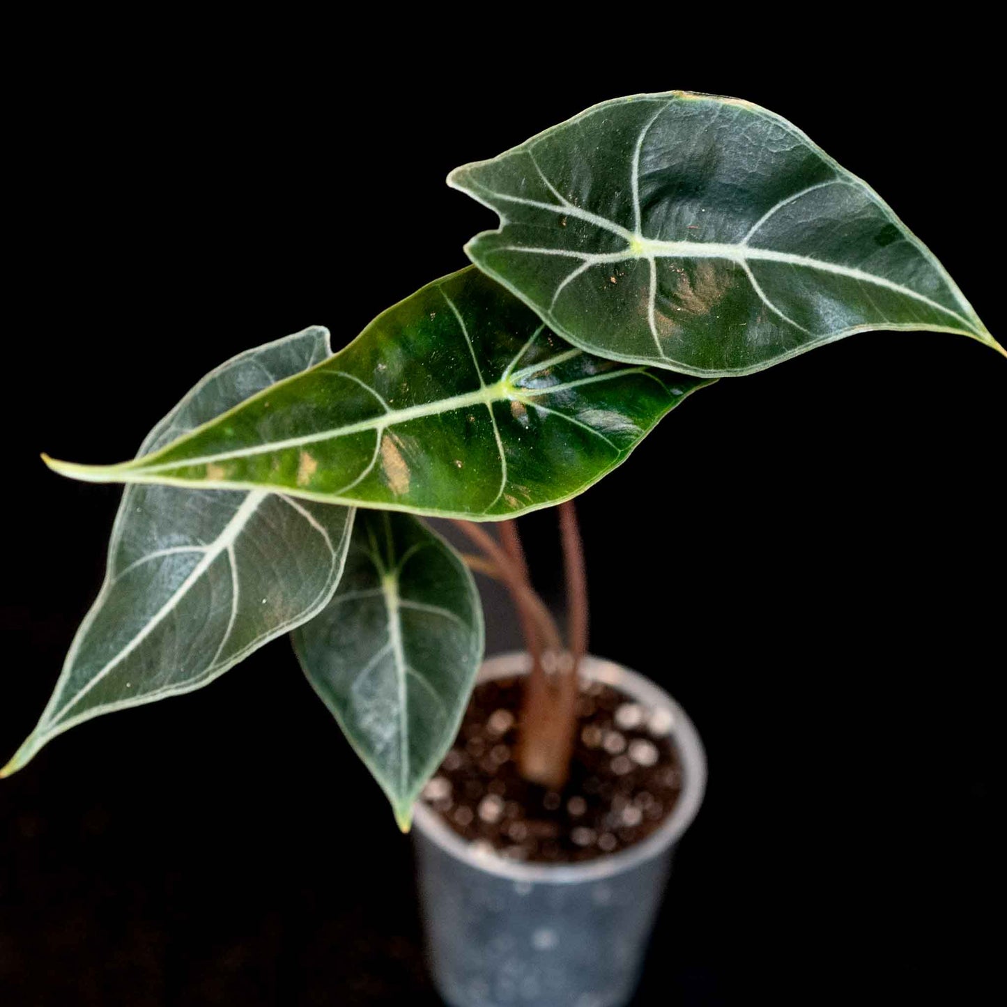 Alocasia Dragon Tooth (Grower's Choice)