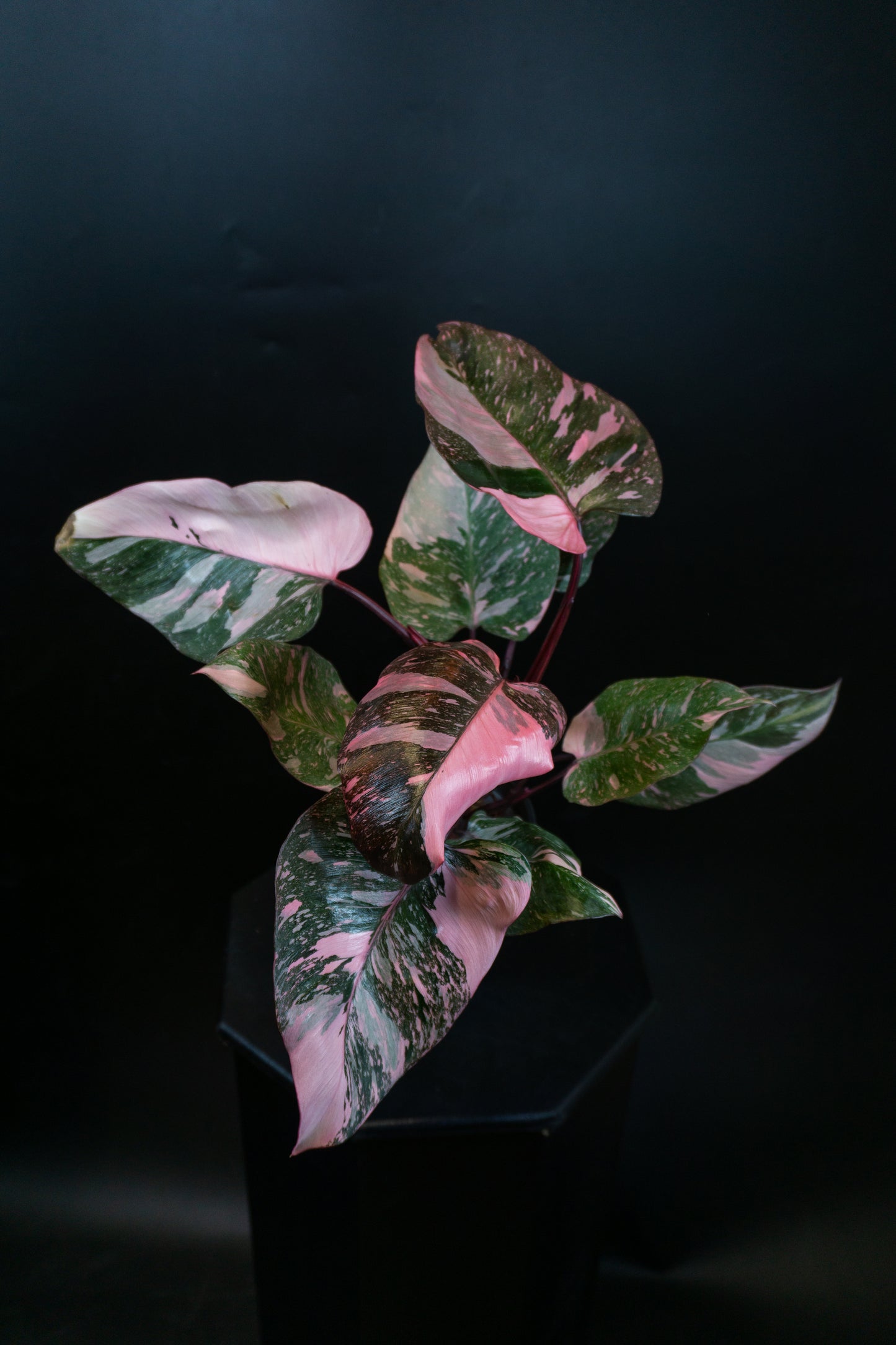 Philodendron Pink Princess Galaxy (1101)