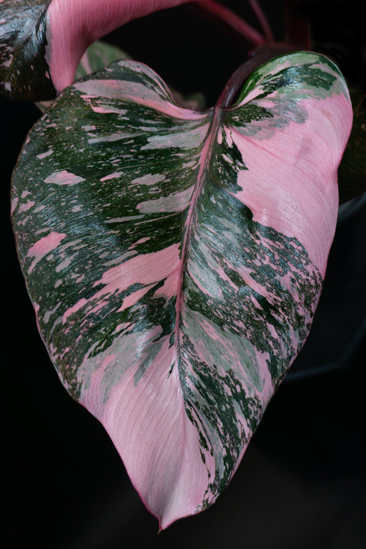 Philodendron Pink Princess Galaxy (1101)