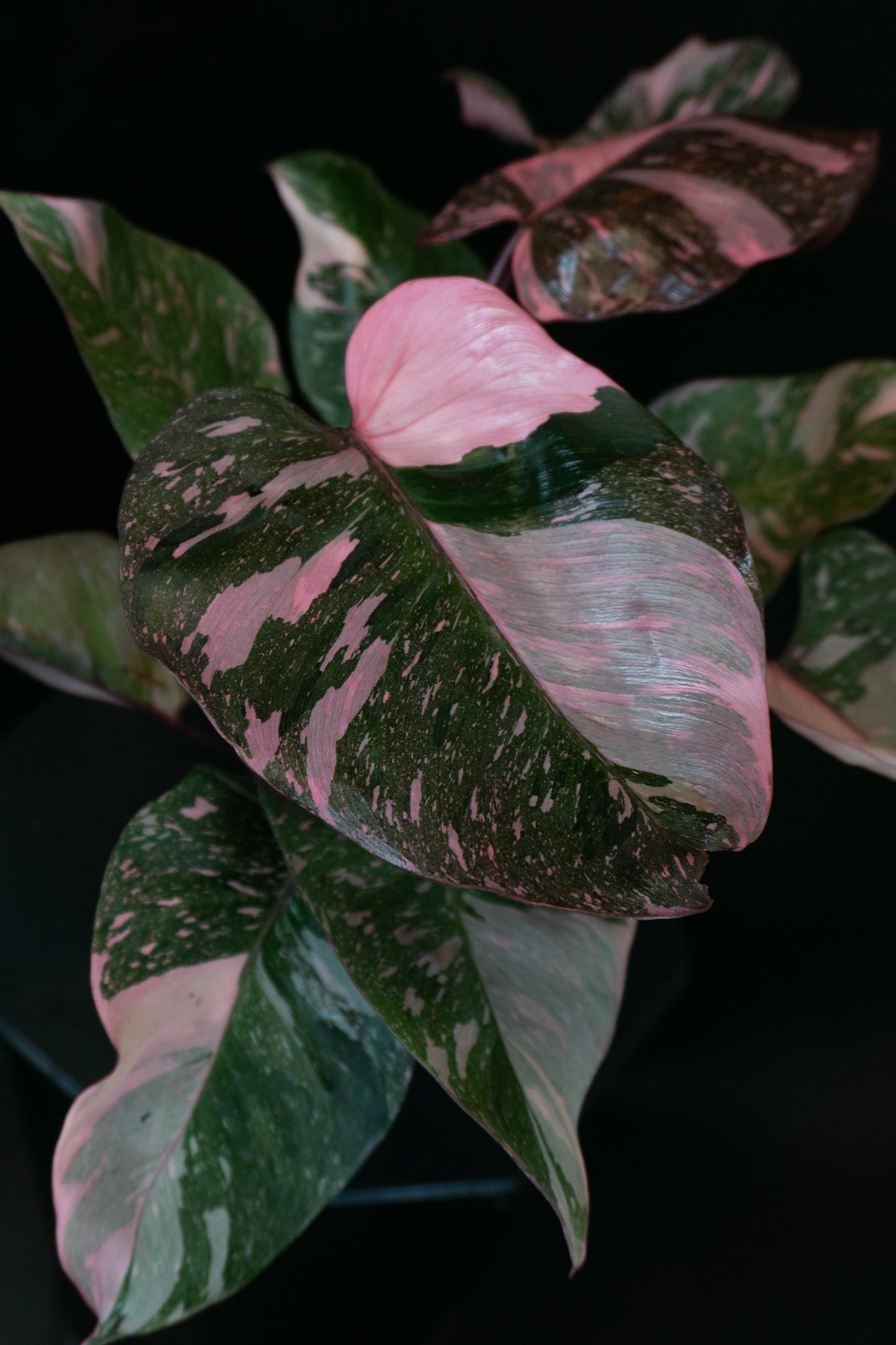 Philodendron Pink Princess Galaxy (1101)