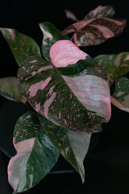 Philodendron Pink Princess Galaxy (1101)