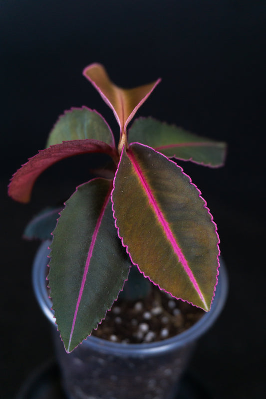 Labisia Pumila 'Electric Pink'  *Growers Choice* (1109)