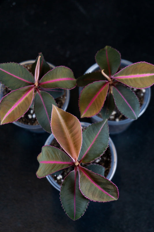 Labisia Pumila 'Electric Pink'  *Growers Choice* (1109)
