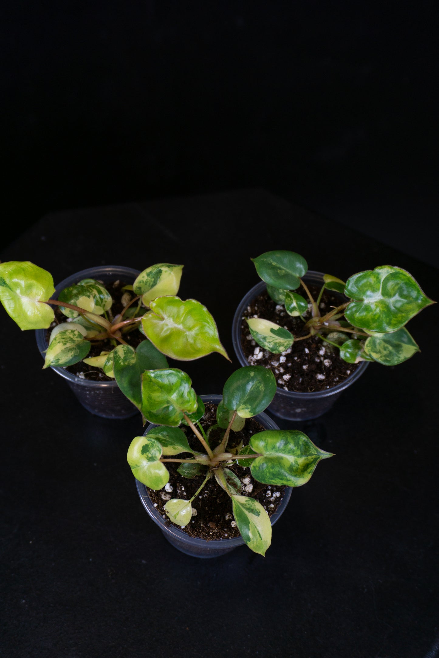 Philodendron Caramel Marble & Billie Bundle