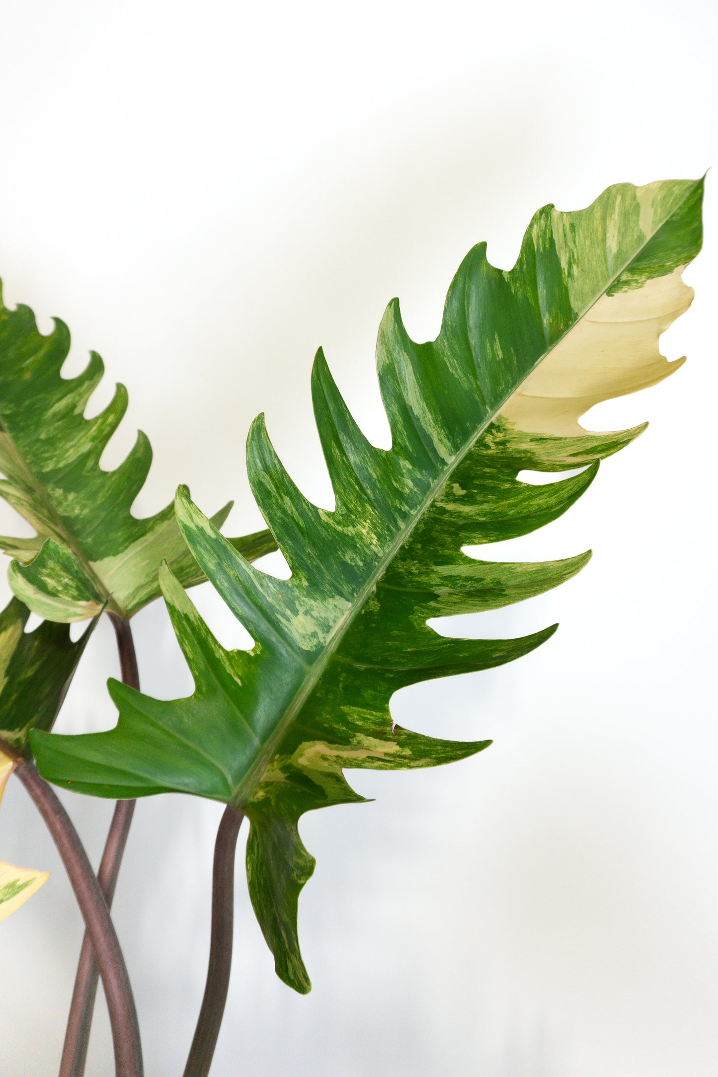 Philodendron Caramel Marble & Billie Bundle