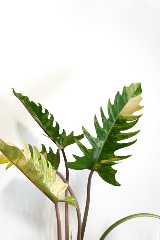 Philodendron Caramel Marble (1108)