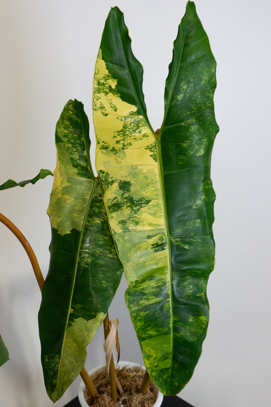 Philodendron billietiae variegated *Growers Choice* (1106)