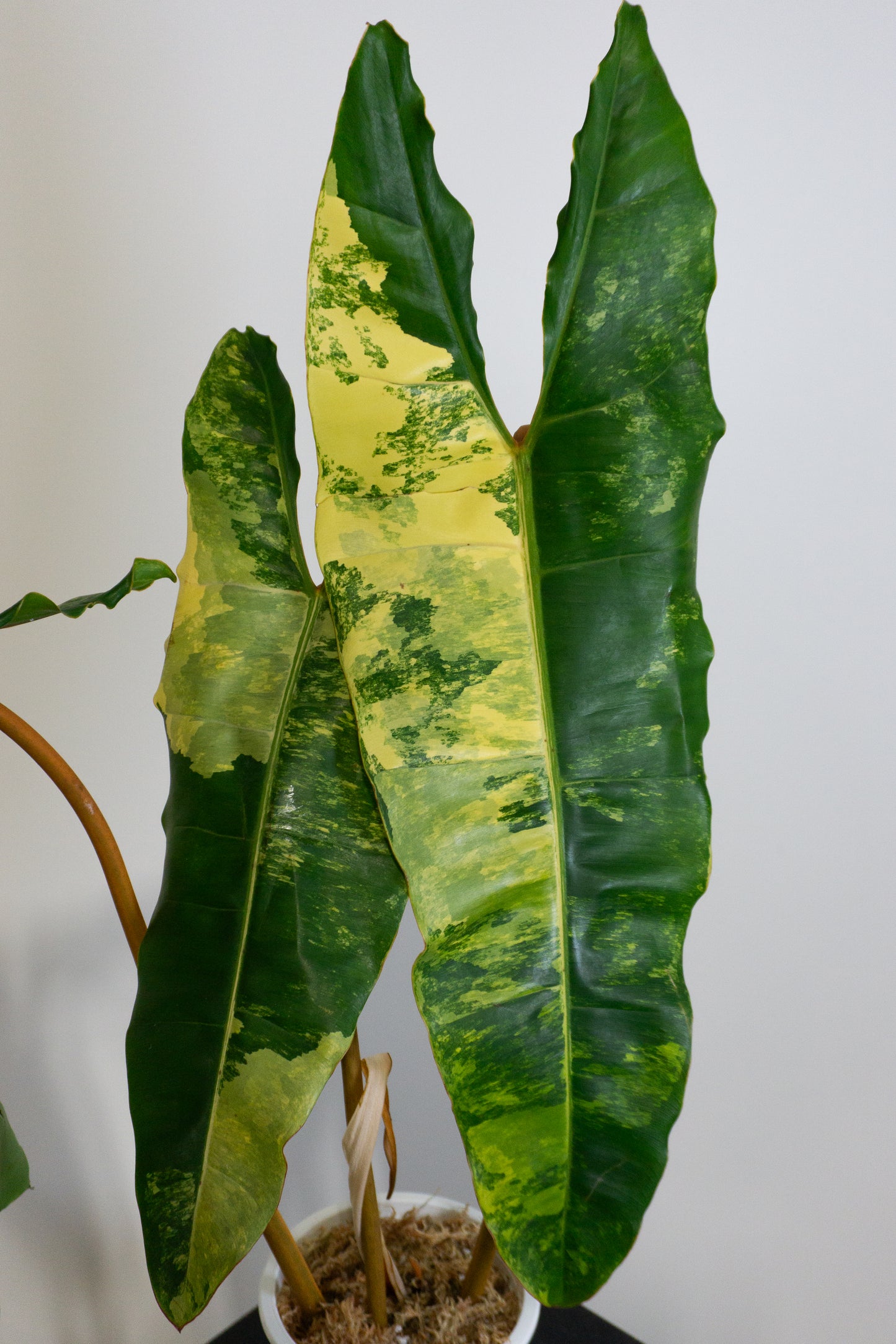 Philodendron Caramel Marble & Billie Bundle