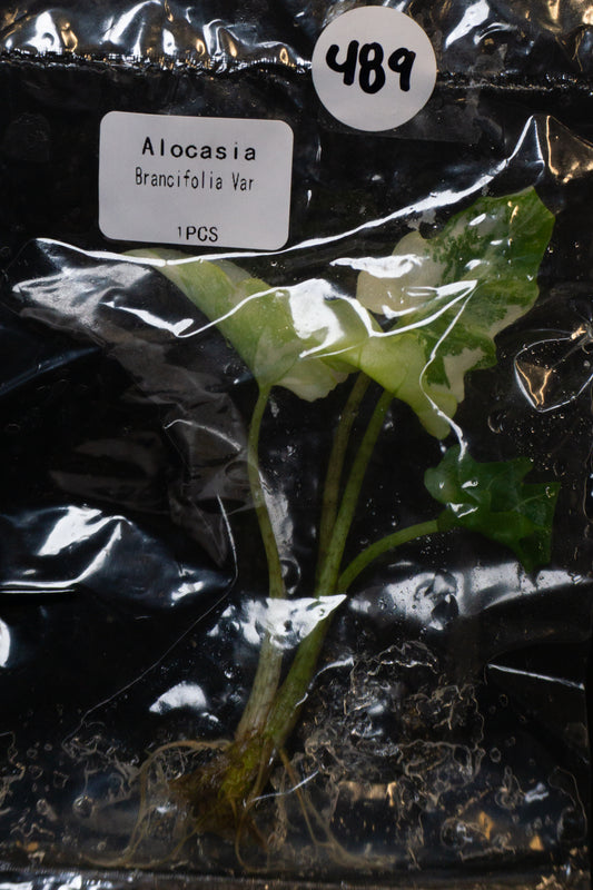 Alocasia Brancifolia variegated albo Tissue Culture (1104)