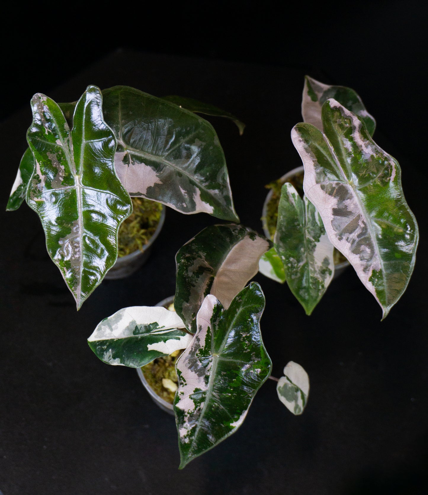 Alocasia Pseudo Sanderiana *Growers Choice* (1206)