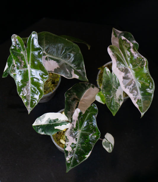 Alocasia Pseudo Sanderiana *Growers Choice* (1206)