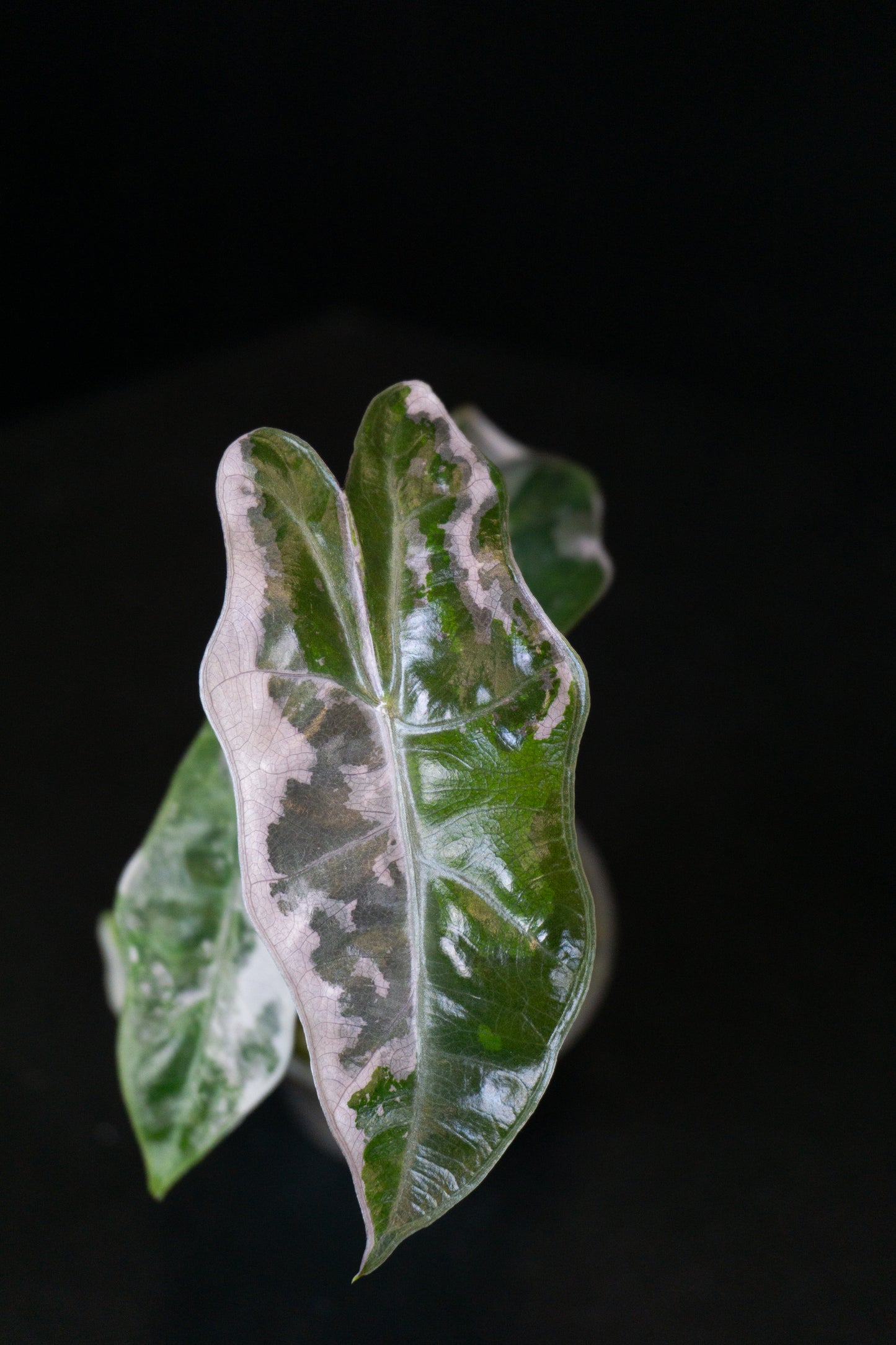 Alocasia Pseudo Sanderiana *Growers Choice* (1206)