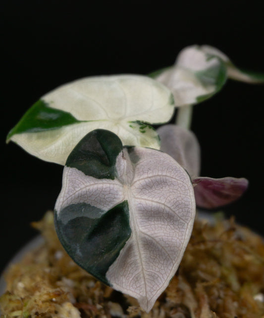 Alocasia 'Balloon Heart' Pink Variegated *Growers Choice* (1205)