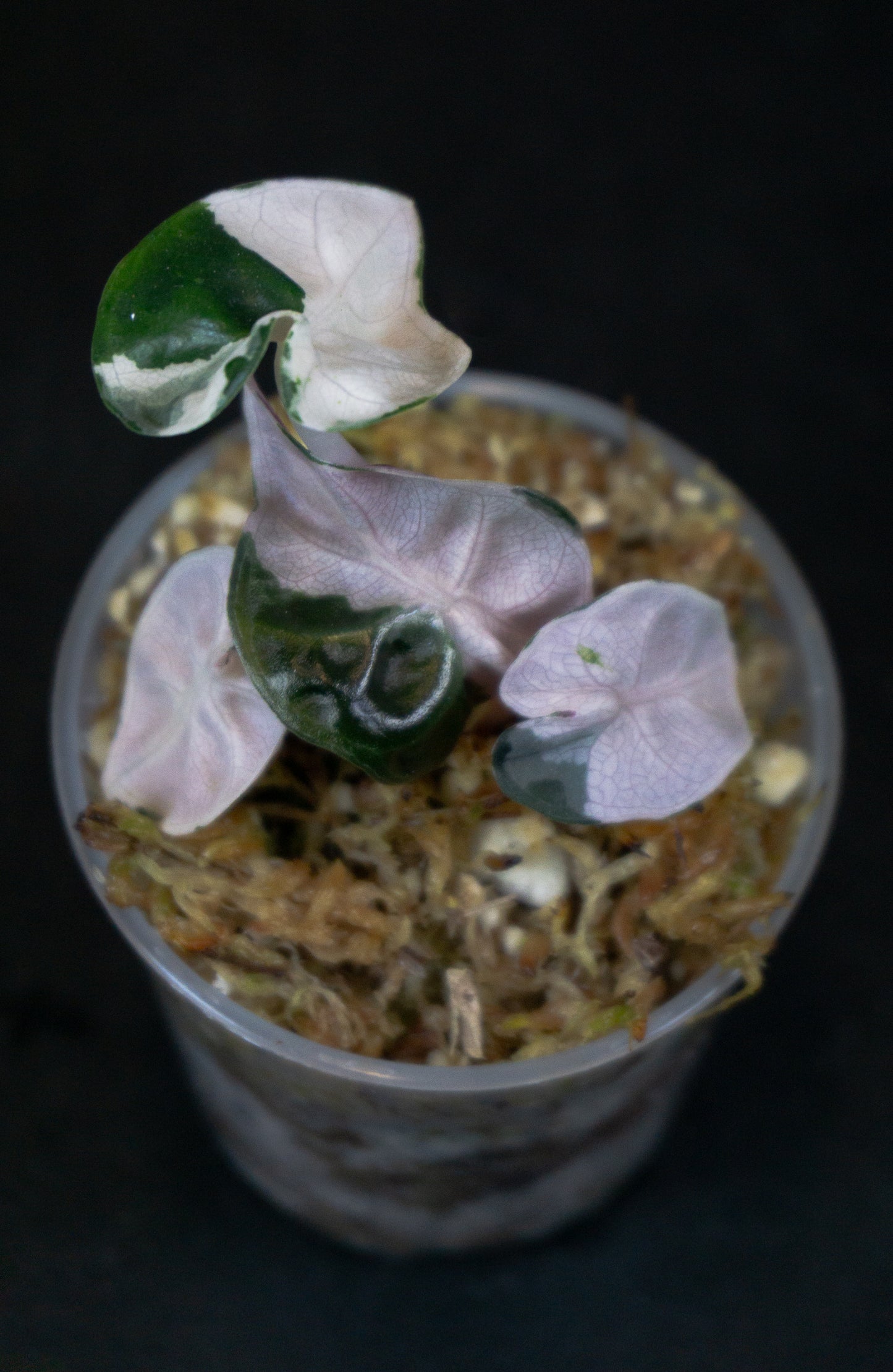 Alocasia 'Balloon Heart' Pink Variegated *Growers Choice* (1205)