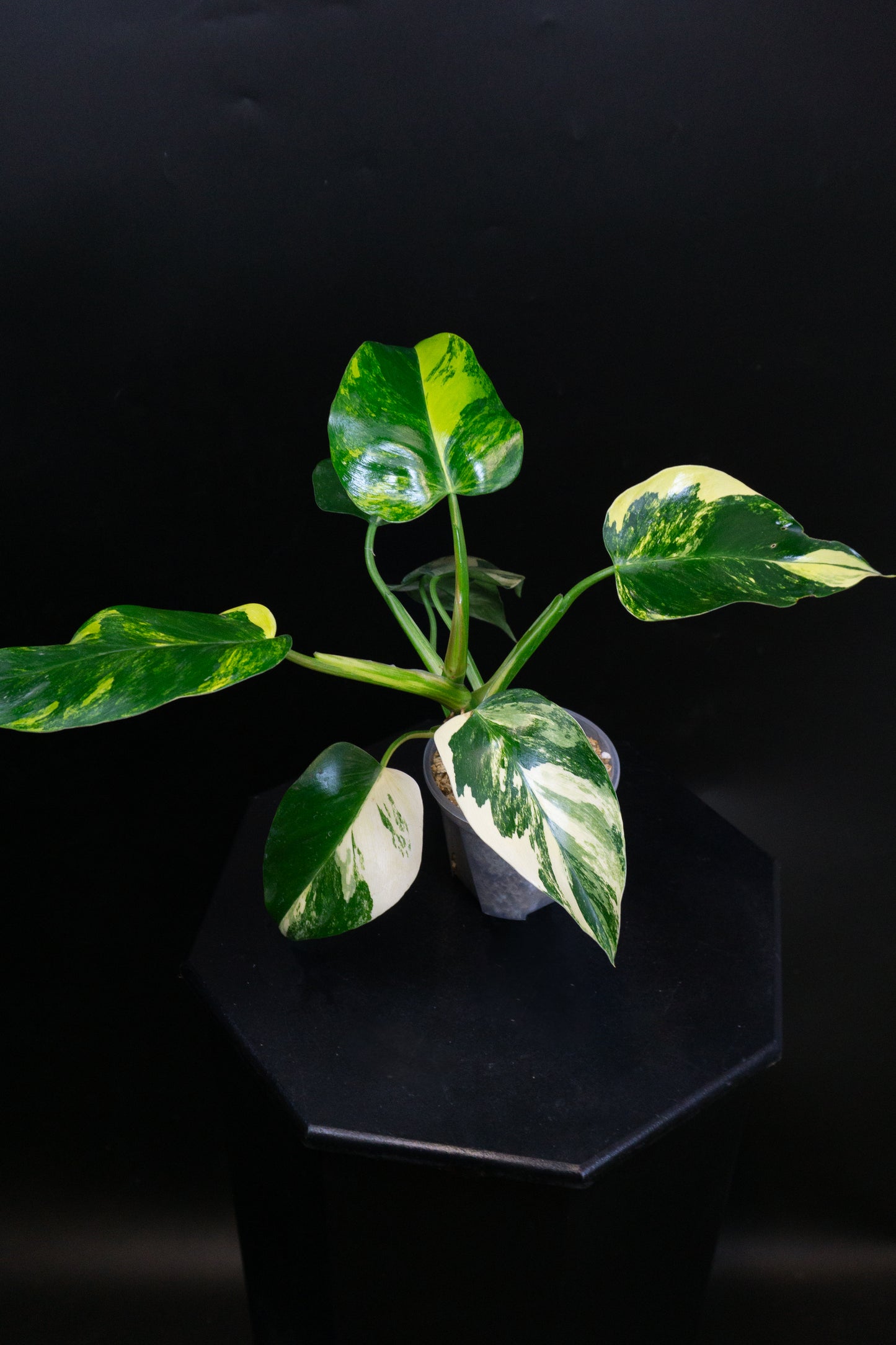 Philodendron 'White Princess' Aurea (1204)