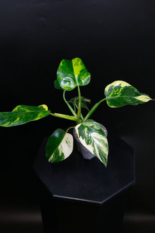 Philodendron 'White Princess' Aurea (1204)