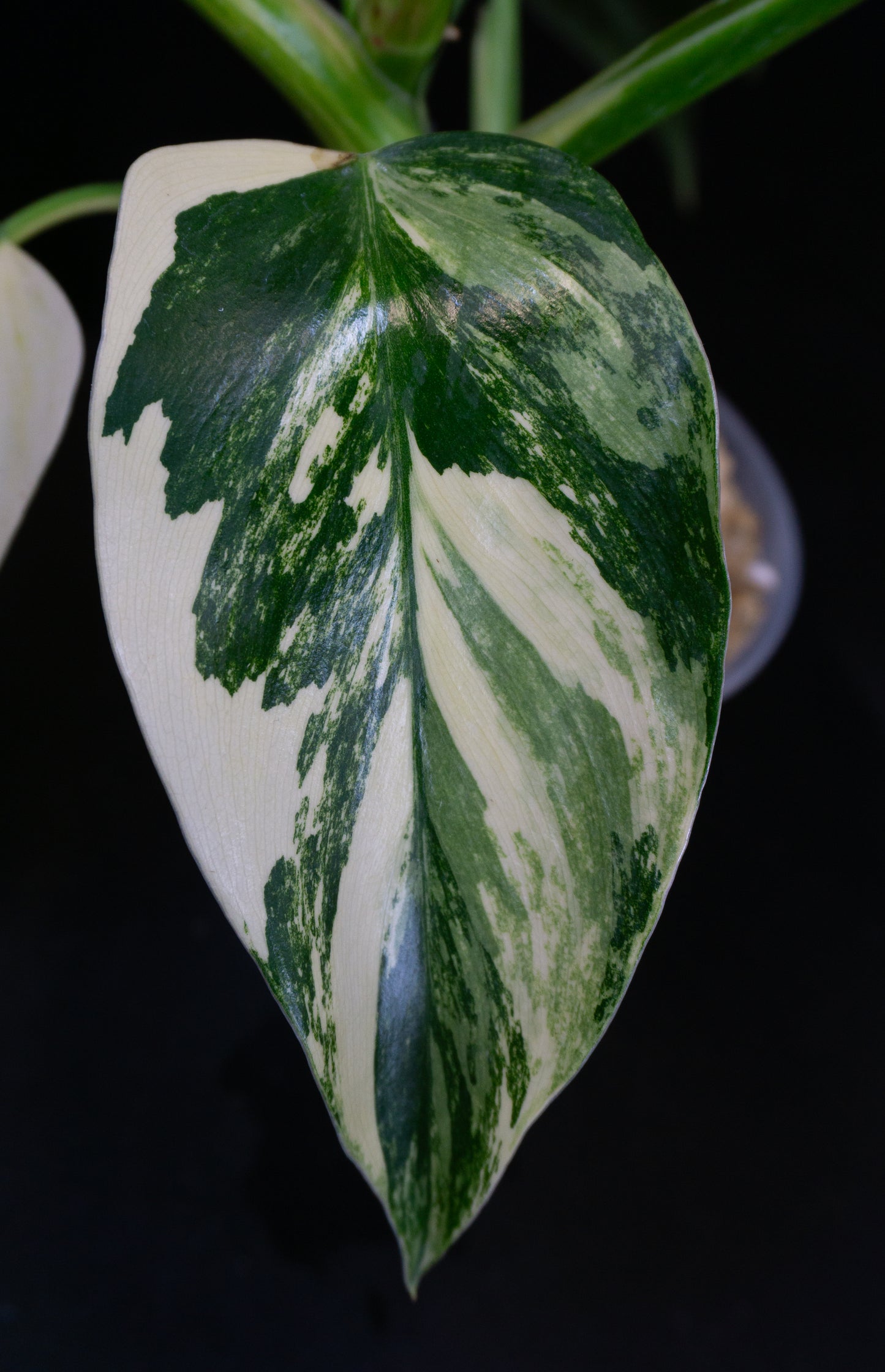 Philodendron 'White Princess' Aurea (1204)