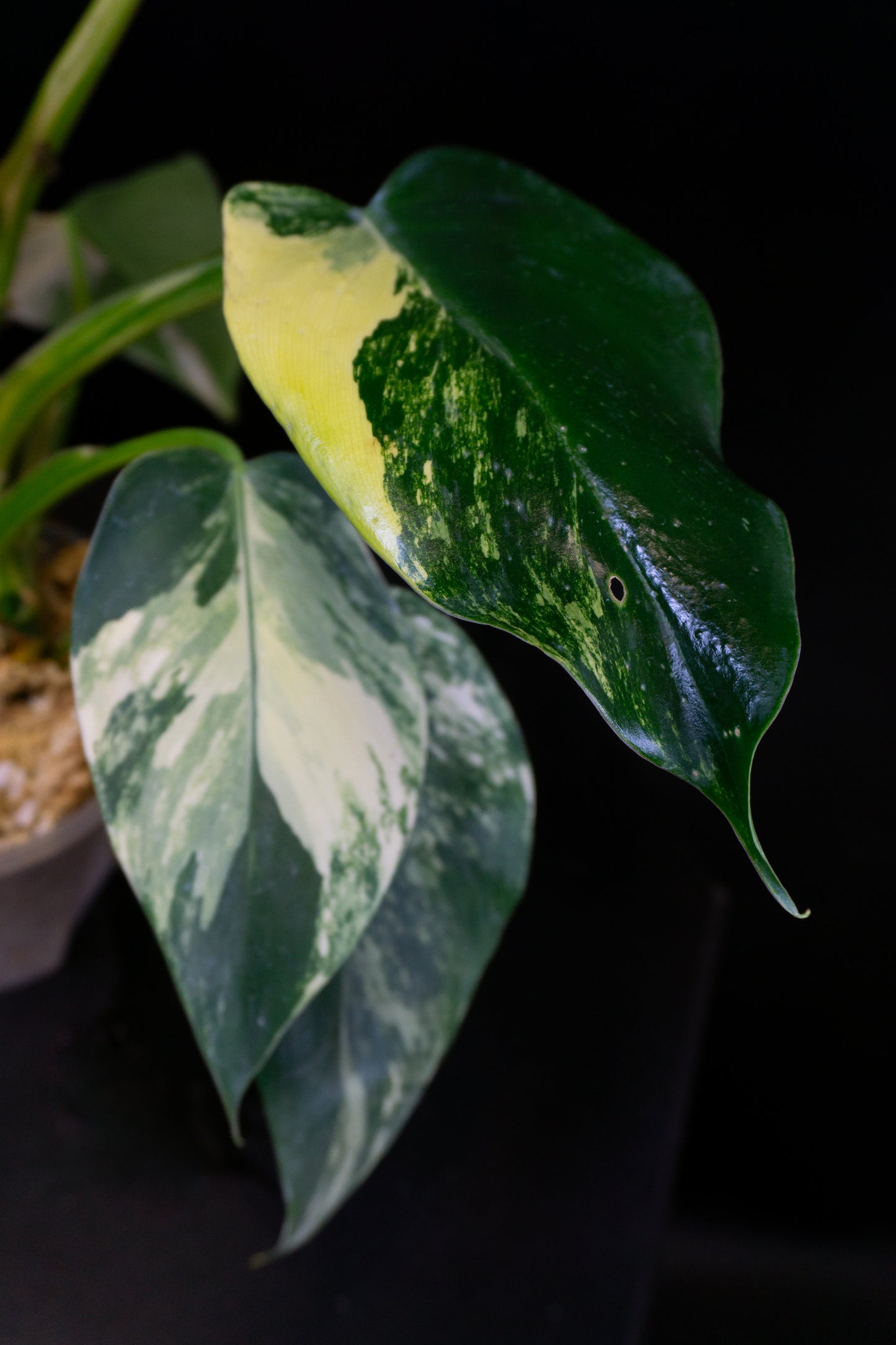 Philodendron 'White Princess' Aurea (1204)