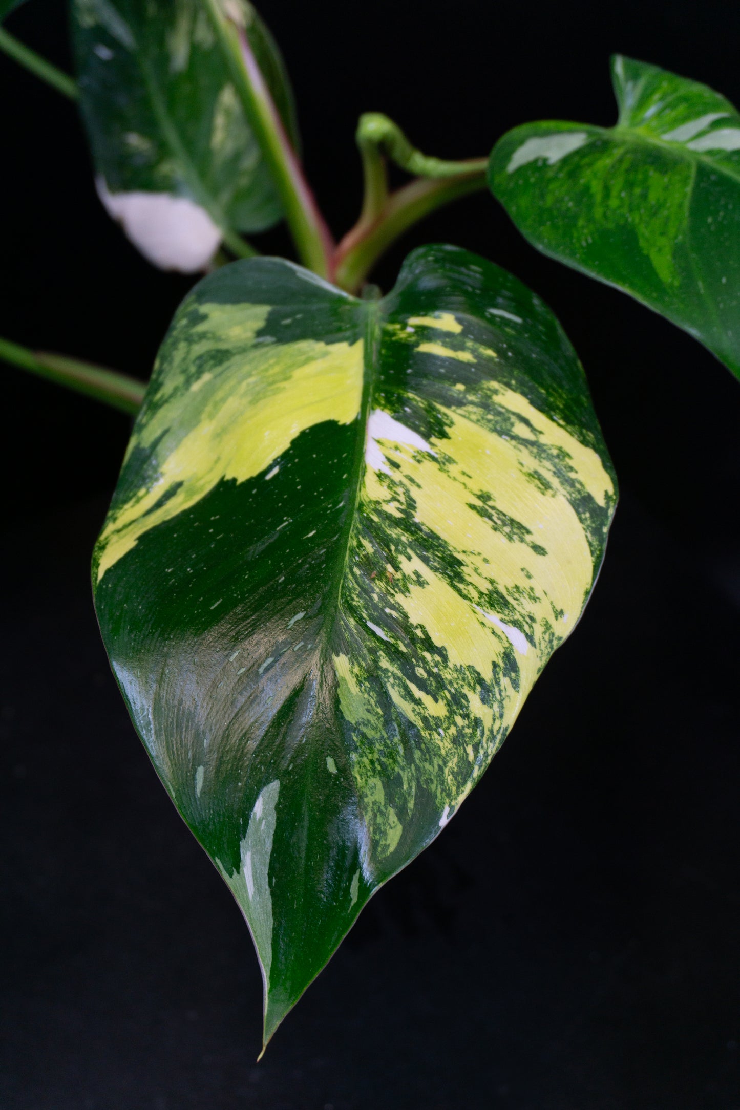 Philodendron 'White Princess' Aurea (1204)