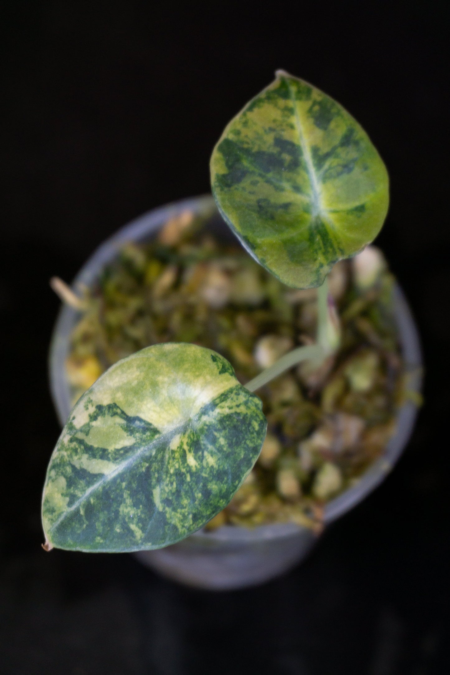 Alocasia 'Black Velvet Gold' *Growers Choice* (1203)